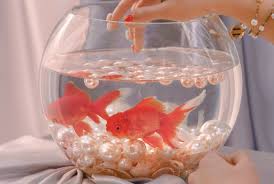 Ikan air tawar sangat cocok untuk pemula karena murah, mudah perawatannya, dan tidak membutuhkan waktu yang lama. 12 Jenis Ikan Hias Air Tawar Yang Tidak Mudah Mati Blog Ruparupa