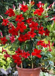 Flowering climbers in particular make a really attractive feature in any garden. Top 9 Annual Blooming Vines That Climb With Gusto Watters Garden Center Flowering Vines Flower Pots Annual Plants
