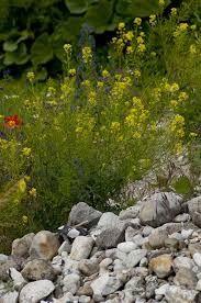 Image result for Erucastrum