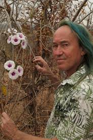 Image result for Ipomoea shirambensis