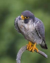 Peregrine Falcon Birds Of Prey Animals A Beautiful Mr Peregrine Falcon Photo Htleephotography Birds Of Prey Peregrine Falcon Pet Birds