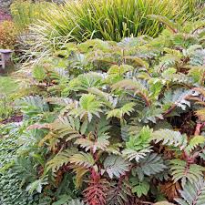 Image result for Melianthus major