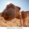 One hump at a time. Https Encrypted Tbn0 Gstatic Com Images Q Tbn And9gcs5c W8wevkikw0ipwhzpe3ggeuby1ulnypkucd2ozo5i0cwhtm Usqp Cau