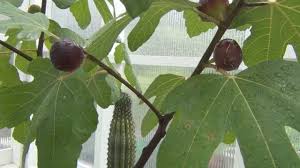 Résultat de recherche d'images pour ""ronde de bordeaux""