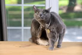 kedi piresi ile nasil mucadele edilir pireden korunma yontemleri vetrium cayyolu veteriner klinigi