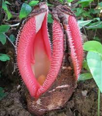 Image result for Hydnora