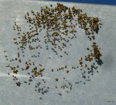 Les Araignees Horizons Bretons