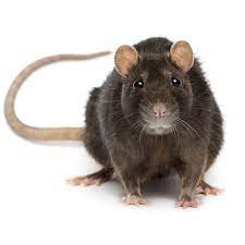 Click here to access my amazon recommended rat products (us). Rats For Sale Live Pet Rats For Sale Petco