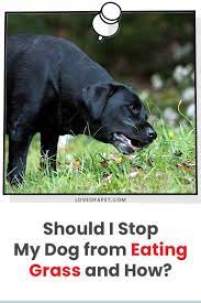 Why Does My Dog Eat Grass In 2021 Dogs Dog Health Problems Dog Eating