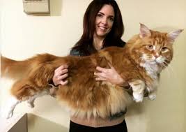But did you know that she's. The 12 Largest Cat Breeds With Photos