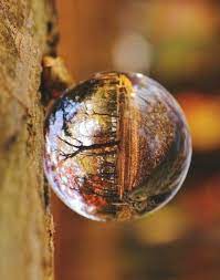 Photography Best Macro Photography Of 2014 Macro Photography Nature Macro Photography Amazing Macro Photography