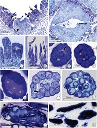 Image result for Tricalysia semidecidua