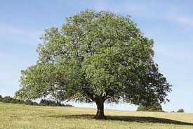 A root ball is the main mass of roots located at the base of a plant. Black Walnut Trees For Sale Fastgrowingtrees Com