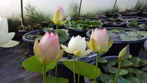Heinrich heine die lotosblume ängstigt. Lotosblumen Nelumbo Kaufen Lotusland Seerosenfarm