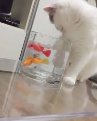 чем больше я узнаю людей тем больше я люблю собак Click Visit Button To Watch More Videos Cute Funny Animals Crazy Cats Cute Animals