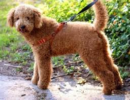 If all adults work outside the home, how many hours are you away from home and what are your plans for your puppy while at. Labradoodle Puppy For Sale Adoption Rescue For Sale In Leesburg Florida Classified Americanlisted Com