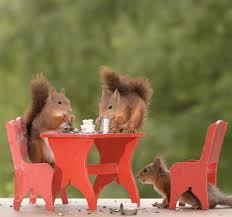 Check spelling or type a new query. Red Squirrels At A Kitchen Table Squirrel Pictures Squirrel Cute Squirrel