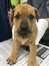 Existing volunteers may access their volunteer record and schedule by clicking here. Welcome Geneva Geneva Was Grenada Spca Animal Shelter Facebook