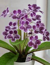 Image result for Streptocarpus