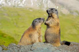 Ancien croupier, amateur de jeux de stratégie mais pas que ! Elle Reve 6 Mois Dedans Et Vit 6 Mois Dehors La Marmotte