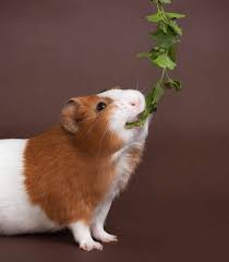 My brother bought a pair of guinea pigs just this may 1. 38 Guinea Pig Safe Foods Your Piggie Will Love To Share With You