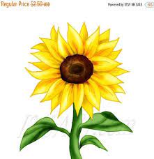 Buy 3 Get 1 Free Beautiful Sunflower Clipart Sunflower Clip Etsy Flower Clipart Sunflower Clipart Sunflower Drawing