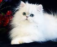 If you see a kitten you're interested in fill out our adoption f. Teacup Persian Kittens For Sale In Texas Cfa Pet Silver Chinchilla Persian Cats Tinypersians Com Dallas Tx