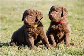 Image result for chesapeake bay retrívr