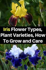 Iris Flowers And Plant Guide Iris Flowers Types Of Flowers Plant Guide