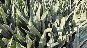 Image result for Sansevieria metallica