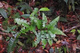 Image result for Lindsaeaceae