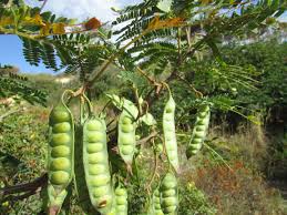 Image result for Acacia nilotica
