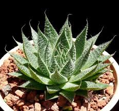 Image result for Pearsonia aristata