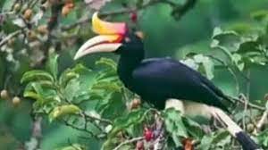 Gratis untuk komersial tidak perlu kredit bebas hak cipta. Burung Enggang Youtube