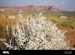 Image result for Aerva javanica