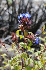 Image result for Ceratostigma willmottianum