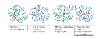 Search for info about lighting recessed. Apoptosis Is A Form Of Cell Death With Morphology Distinct From Download Scientific Diagram
