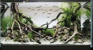 Spiderwood Aquarium Centerpiece Aquascapers Dream Come True All Different Sizes Available Fresh Water Fish Tank Fish Tank Fish Tank Themes