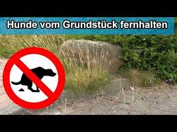 Je nach situation wird nach einer zufriedenstellenden sowie beruhigenden. Hunde Vom Grundstuck Rasen Blumenbeet Fernhalten Hausmittel Gegen Hunde Fernhaltemittel Youtube