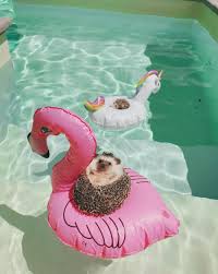 Mr Poke Cute Baby Animals Cute Animals Baby Animals