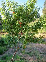 We carry them as two year old trees, bare root, ready to plant, usually available for purchase in fall and spring of the year, which is, incidentally, the best times to plant new trees. Nanaimo Peach Tree Finally A Homegrown Peach Tall Clover Farm