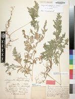 Image result for Selaginella vogelii