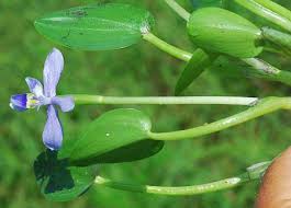 Image result for Heteranthera callifolia