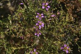 Image result for Fagonia