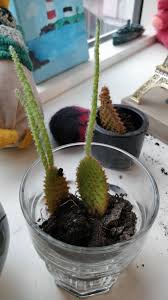 The fruit grows in the early spring and shows a variety of colors ranging from red to yellow to brown. Is My Cacti Angel Wing Bunny Ear Overwatered Or Under Watered After These Top Cacti Bits Fell Off Due To Overwatering I Replanted Them Now A Week Has Passed And Their Needles Are