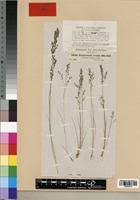 Image result for Eragrostis gangetica