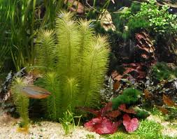 Image result for Pogostemon aquaticus