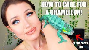 Watch This Before You Get A Chameleon Care Guide Setup Tips Youtube