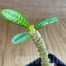 Image result for Dorstenia benguellensis