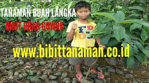 Bibit Gowok Jual Bibit Gowok Bibit Buah Gowok Bibit Gowok Purworejo Buah Tanaman Petani